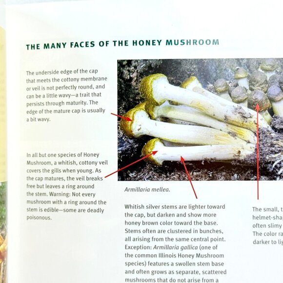 Edible Wild Mushrooms Of Illinois & Surrounding States - Univ. of Illinois Press - Picture 7 of 10